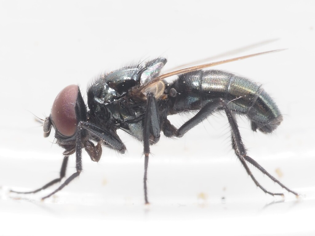 Hydrotaea capensis