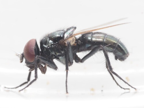 Hydrotaea capensis