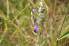 Triodanis texana