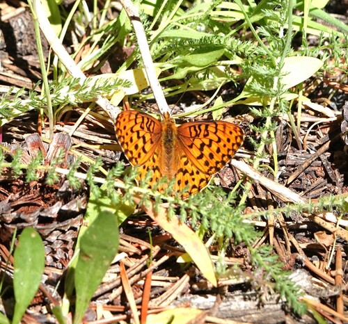 iNaturalist observation photo of Mormon Fritillary