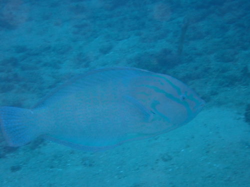 Coris formosa observed 2026-07-18