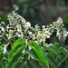 Myroxylon balsamum - Photo (c) echoussy, some rights reserved (CC BY-NC)