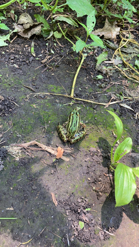 Northern Leopard Frog observed by susiewold