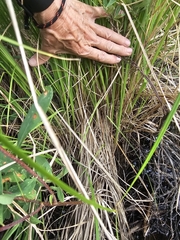 Carex stricta, photograph (c) Norma Malinowski, some rights reserved (CC BY)