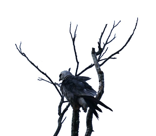 Mississippi Kite observed by sdmtx