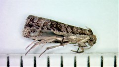 Grapholita packardi