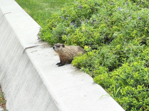 marmota canadiense observed by laura99999