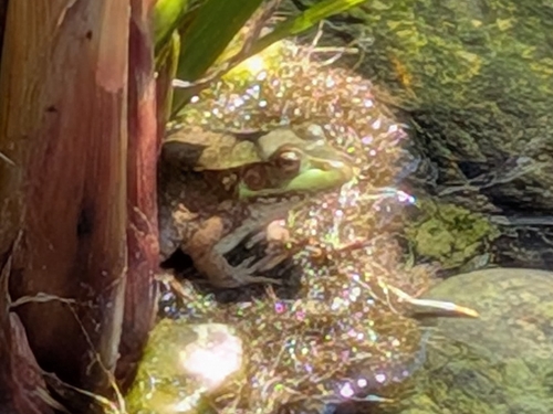 Green Frog observed by rainerd
