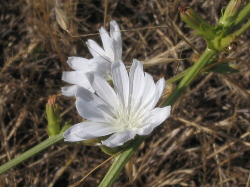 Cichorium intybus