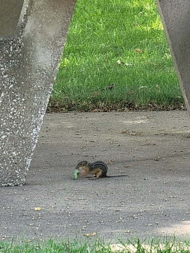 Thirteen-lined Ground Squirrel observed by torpidgilliver