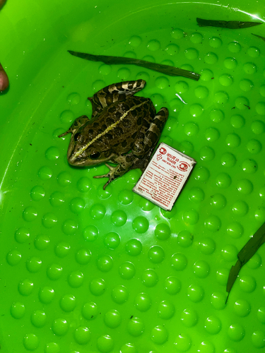 Marsh Frog