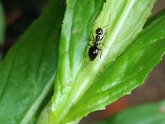Prenolepis nitens