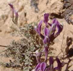 Astragalus sanctus