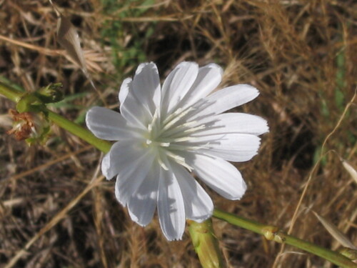 Cichorium intybus