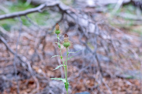 Cirsium cymosum, photograph 2