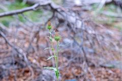 Cirsium cymosum, photograph author not stated, no rights reserved