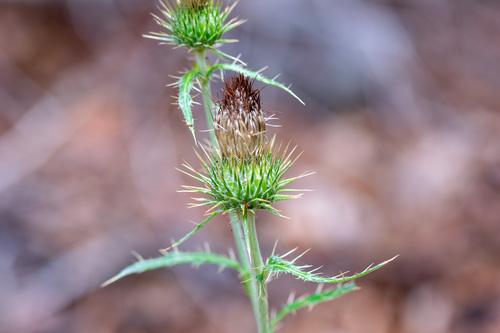 Cirsium cymosum, photograph 3
