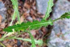 Cirsium cymosum, photograph author not stated, no rights reserved