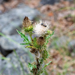 Cirsium cymosum