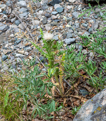 Cirsium cymosum, photograph author not stated, no rights reserved