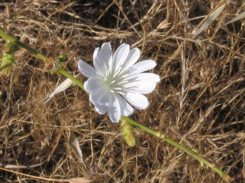 Cichorium intybus
