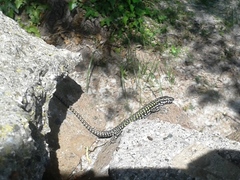 Podarcis muralis nigriventris