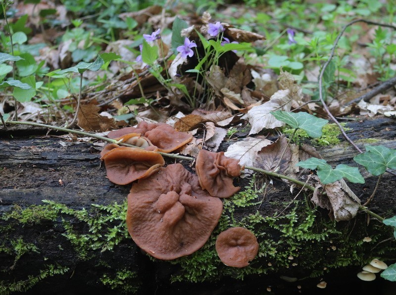 Neogyromitra parma