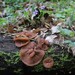 Gyromitra parma - Photo no rights reserved, uploaded by Danny Cicchetti