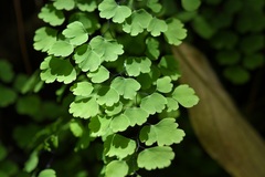 Adiantum poiretii