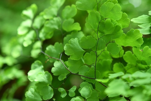 Adiantum poiretii, photograph 1