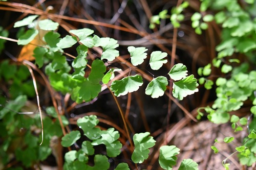 Adiantum poiretii, photograph 2