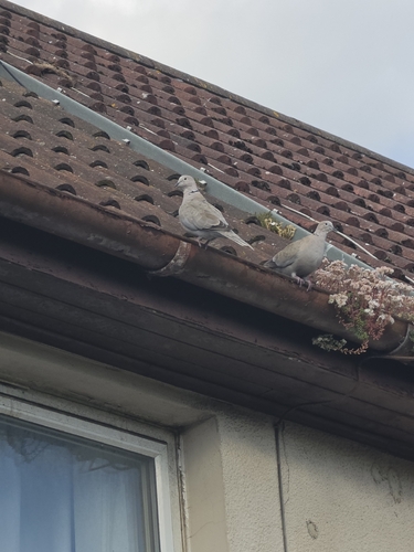 Eurasian Collared-Dove observed by cleske