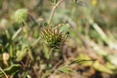Medicago disciformis