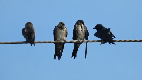 Purple Martin observed by drfred56