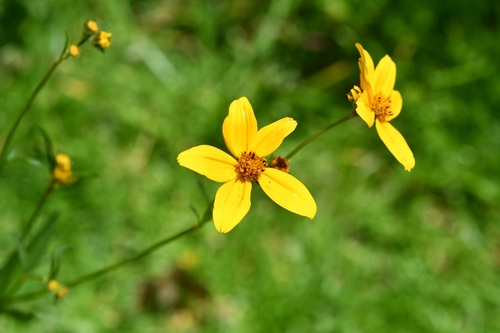 Bidens aurea, photograph 5