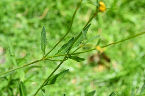Bidens aurea, photograph 6