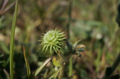 Medicago disciformis