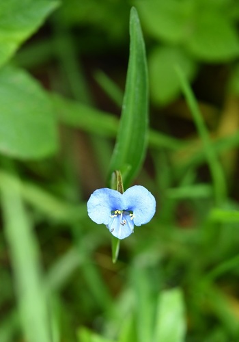 Commelina tuberosa, photograph 3