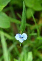 Commelina tuberosa, photograph (c) Neptalí Ramírez Marcial, some rights reserved (CC BY)