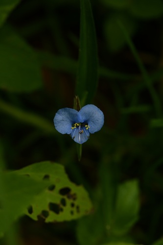 Commelina tuberosa, photograph 4