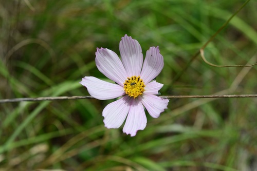 Cosmos diversifolius, photograph 3