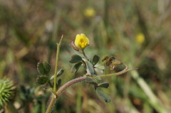 Medicago disciformis