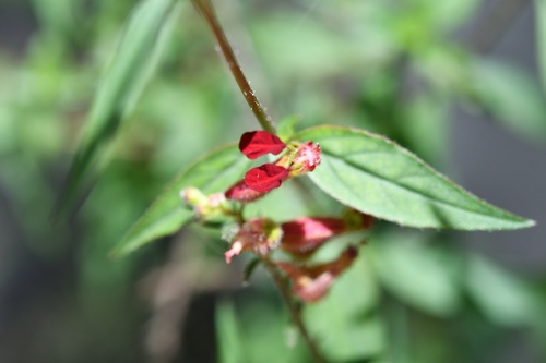 Cuphea hookeriana, photograph 2
