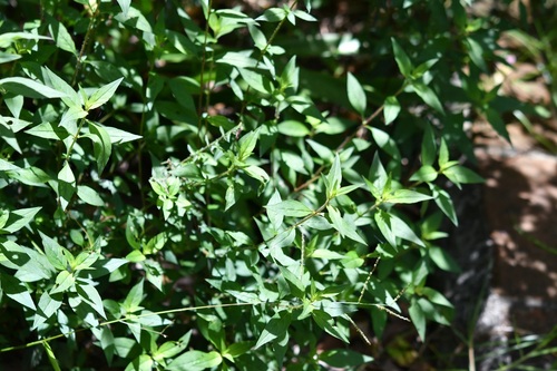 Cuphea hookeriana, photograph 3