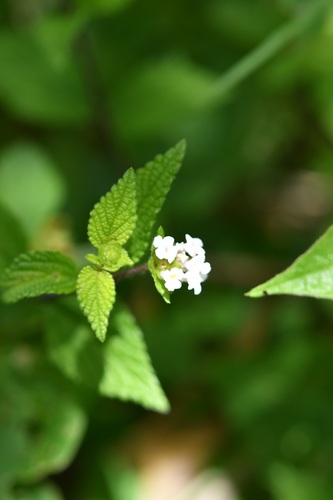 Lantana hirta