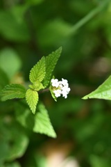 Lantana hirta