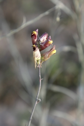 Linaria popovii, photograph 1