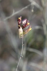 Linaria popovii, photograph (c) Dr. Alexey Yakovlev, some rights reserved (CC BY)