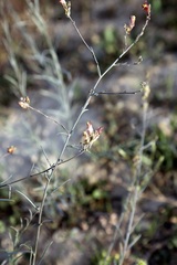 Linaria popovii, photograph (c) Dr. Alexey Yakovlev, some rights reserved (CC BY)