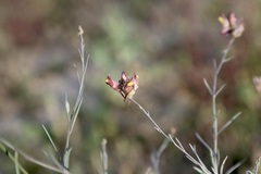 Linaria popovii